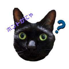 [LINEスタンプ] 愛猫のスタンプ(Cute Cats)