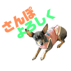 [LINEスタンプ] あんずはいつも寝てる
