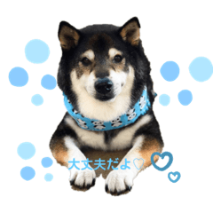 [LINEスタンプ] 黒柴 愛しきプーちゃん