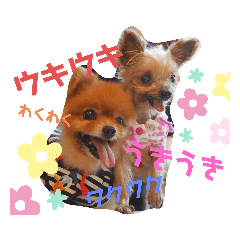 [LINEスタンプ] 川本さんちの愛犬