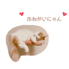 [LINEスタンプ] てらちゃんすたんぷ♡ぱーと1