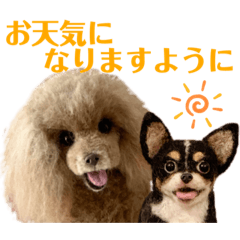 [LINEスタンプ] マティラとノアールの羊毛フェルトスタンプ