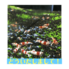 [LINEスタンプ] ばっちり返信スタンプ❣️