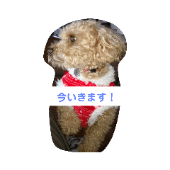 [LINEスタンプ] トイプードルすたんぷ