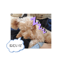 [LINEスタンプ] といぷーどるセロ吉