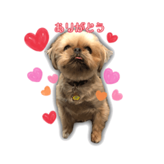 [LINEスタンプ] ブリュッセルグリフォン犬のハナ＆フレンズ