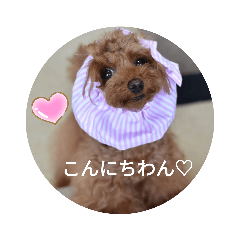 [LINEスタンプ] トイプードルこはたん