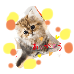 [LINEスタンプ] ちゃちゃまるの日常にゃ