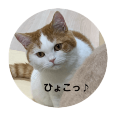 [LINEスタンプ] モフアニマルカフェのジバちゃんのスタンプ