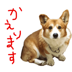 [LINEスタンプ] ロッキー❤︎❤︎