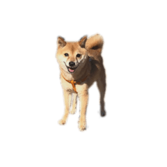 [LINEスタンプ] リクちゃんですよ