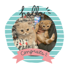 [LINEスタンプ] チャチャ＆ミミ