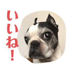 [LINEスタンプ] B.B. ＆Maybin
