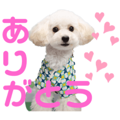 [LINEスタンプ] トイプードルのチロルン❤️ デカ文字