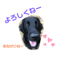[LINEスタンプ] フラットコーテッド海苔くん