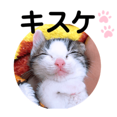 [LINEスタンプ] うちの癒し系にゃんず