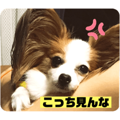 [LINEスタンプ] パピヨンのゆずちゃん