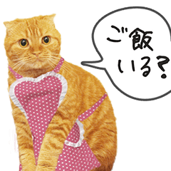 [LINEスタンプ] 夫婦や親子で毎日使える猫ちゃんのスタンプ
