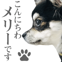 [LINEスタンプ] こんにちわメリーです