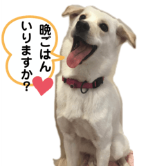 [LINEスタンプ] 保護犬のスタンプ