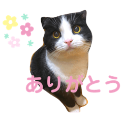 [LINEスタンプ] えりみすたんぷ
