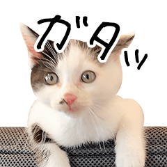 [LINEスタンプ] 三毛猫あくび
