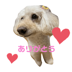 [LINEスタンプ] あんずpart2