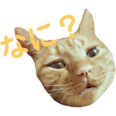[LINEスタンプ] COLO 1