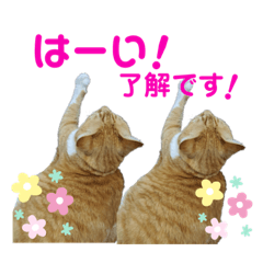 [LINEスタンプ] 床屋さんの看板猫、人気猫ミー