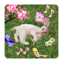 [LINEスタンプ] にゃんこのなかまたち