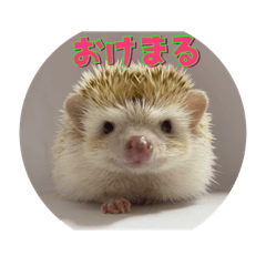 [LINEスタンプ] ハリネズミ クルリのスタンプ