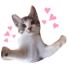 [LINEスタンプ] うちのネコちゃん。