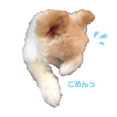 [LINEスタンプ] 愛犬ららのスタンプ