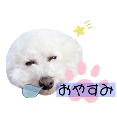 [LINEスタンプ] ビションフリーゼソラト
