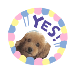 [LINEスタンプ] トイプードルのリク君
