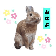 [LINEスタンプ] うさぎのとっとᕱ⑅ᕱ♥