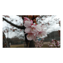 [LINEスタンプ] 花はな華の写真 川津桜サクラ春の季節