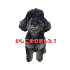 [LINEスタンプ] くろまめ0217