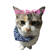 [LINEスタンプ] らむとこた