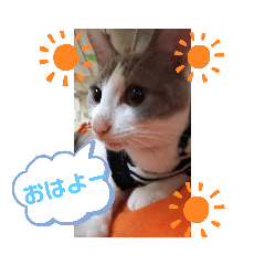 [LINEスタンプ] にゃんこの挨拶^._.^