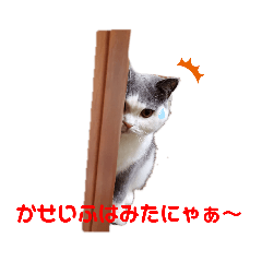 [LINEスタンプ] にゃんともなんだなぁ