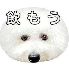 [LINEスタンプ] 飲もう！ビションフリーゼ 大福くん
