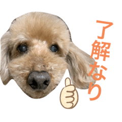 [LINEスタンプ] 愛犬わんころ