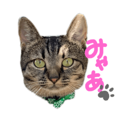 [LINEスタンプ] みゃあちゃんのスタンプ