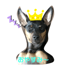 [LINEスタンプ] ミニピンモカ