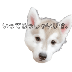 [LINEスタンプ] husky baby aldo