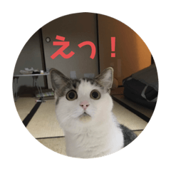 [LINEスタンプ] キジねこスタンプ