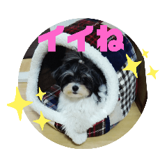 [LINEスタンプ] MIX犬ララさんの日常②