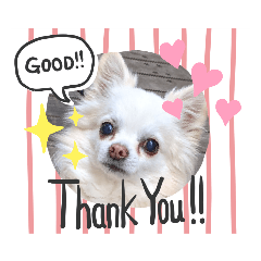 [LINEスタンプ] うちのーあいけん