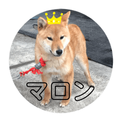 [LINEスタンプ] ボクはマロン V2